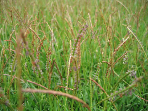 Zoysia japonica