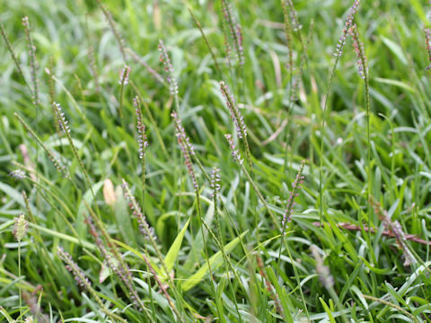 Zoysia japonica