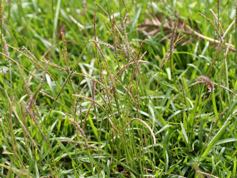 Zoysia japonica