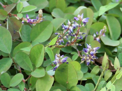 Desmodium heterocarpon