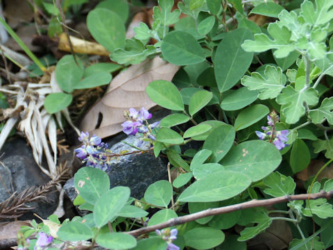 Desmodium heterocarpon