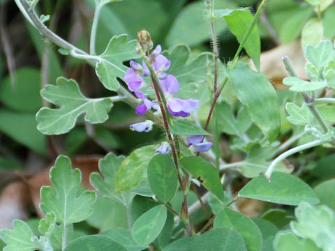 Desmodium heterocarpon