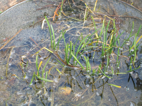 Triglochin maritimum