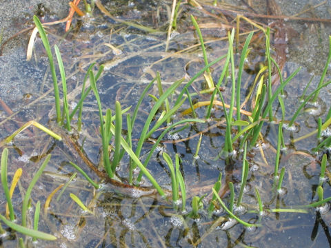 Triglochin maritimum