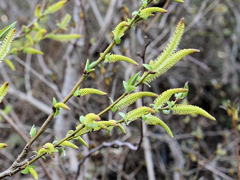 Salix japonica