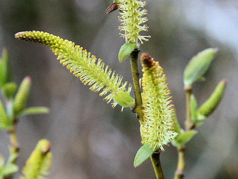 Salix japonica