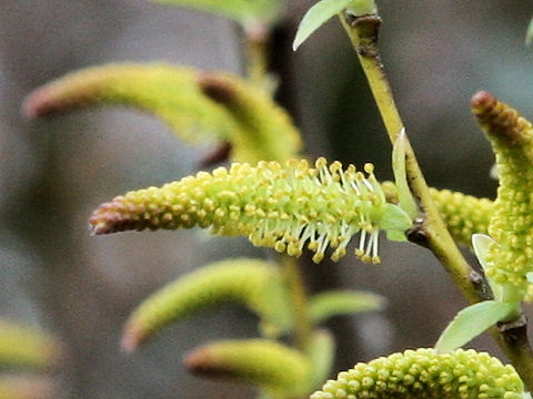 Salix japonica