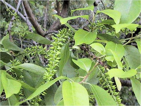 Salix japonica