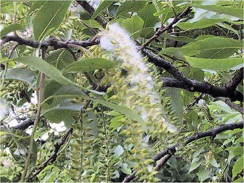 Salix japonica