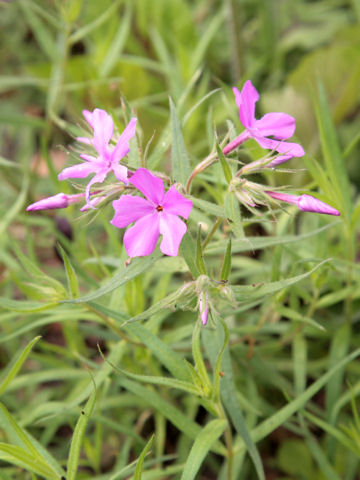 Phlox subulata