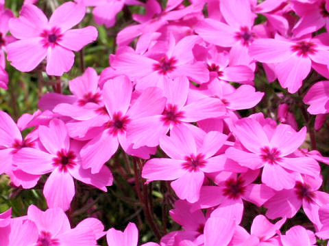 Phlox subulata