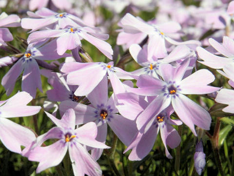 Phlox subulata