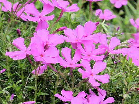 Phlox subulata