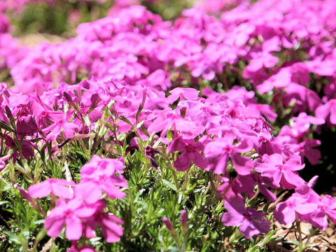 Phlox subulata