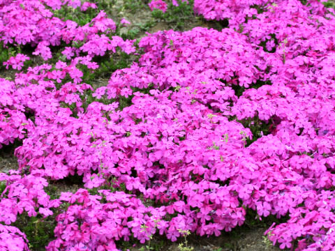 Phlox subulata