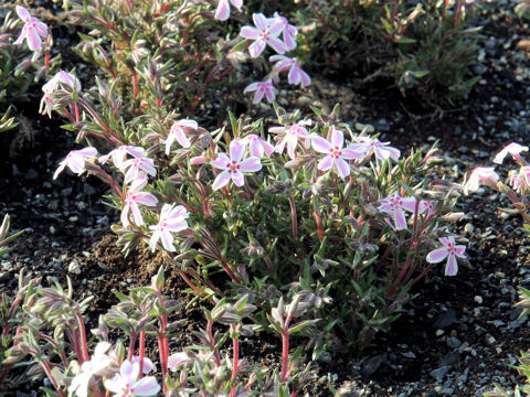 Phlox subulata