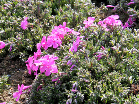 Phlox subulata