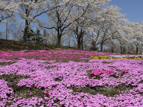 Phlox subulata