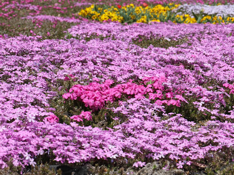 Phlox subulata