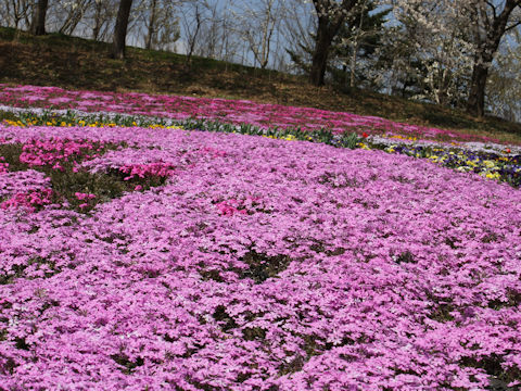 Phlox subulata