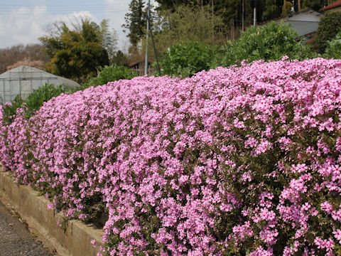 Phlox subulata