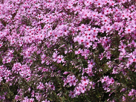 Phlox subulata