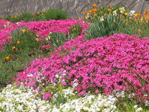 Phlox subulata