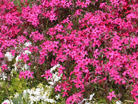 Phlox subulata