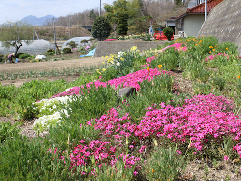 Phlox subulata