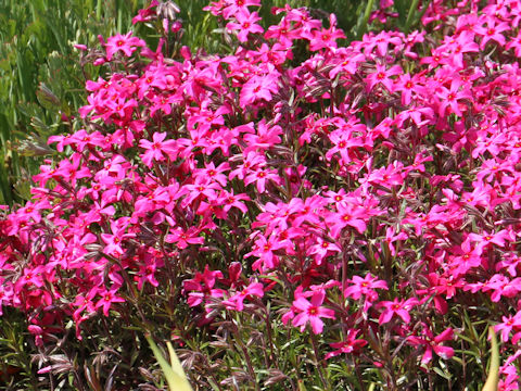 Phlox subulata