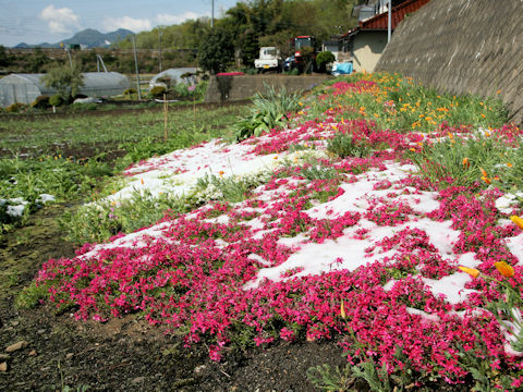 Phlox subulata