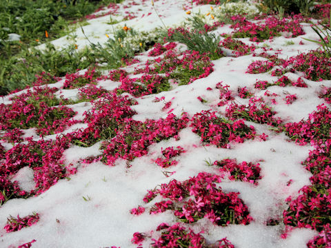 Phlox subulata