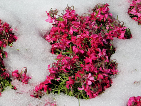 Phlox subulata