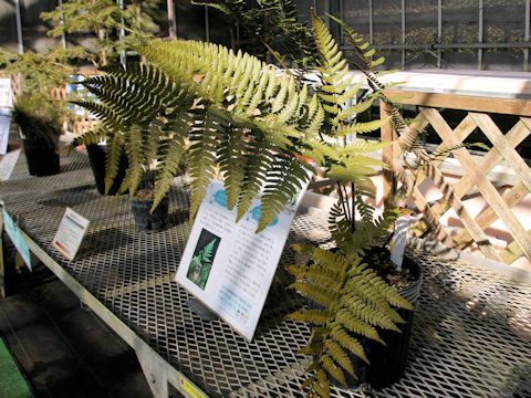 Dryopteris shibipedis