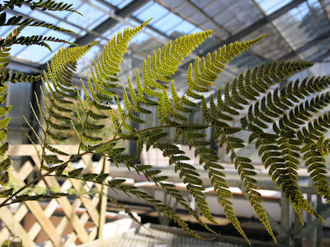 Dryopteris shibipedis