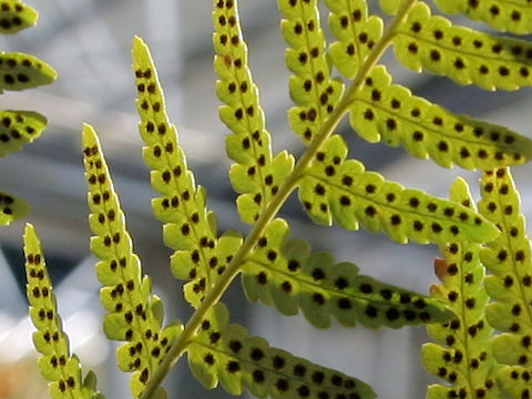 Dryopteris shibipedis