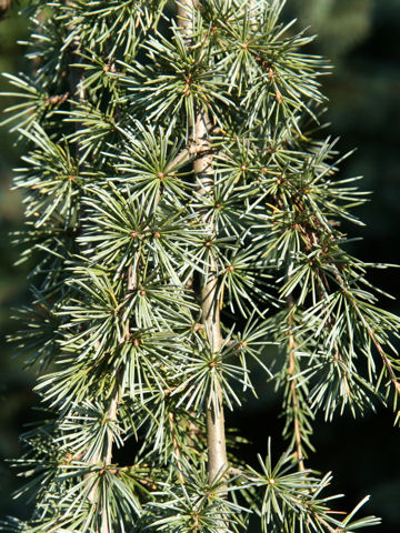 Cedrus atlantica cv. Glauca Pendula