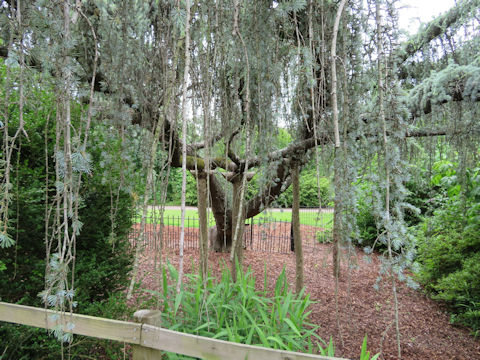 Cedrus atlantica cv. Glauca Pendula