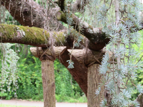 Cedrus atlantica cv. Glauca Pendula