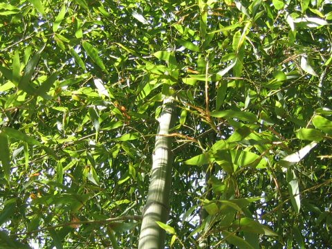 Phyllostachys bambusoides f. marliacea