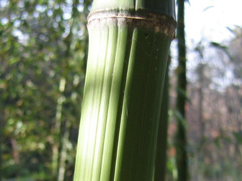 Phyllostachys bambusoides f. marliacea