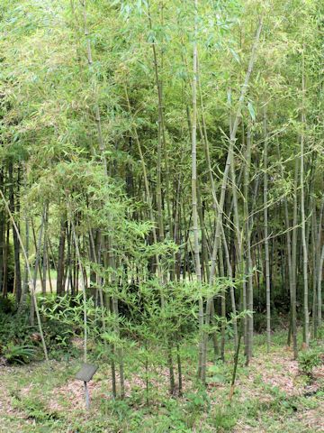 Phyllostachys bambusoides f. marliacea