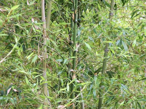 Phyllostachys bambusoides f. marliacea