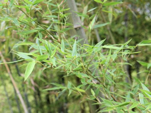 Phyllostachys bambusoides f. marliacea