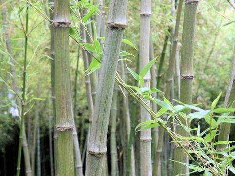 Phyllostachys bambusoides f. marliacea