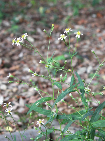 Aster rugulosus var. shibukawaensis