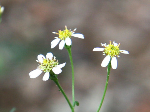 Aster rugulosus var. shibukawaensis