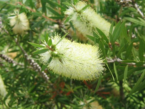 Callistemon salignus