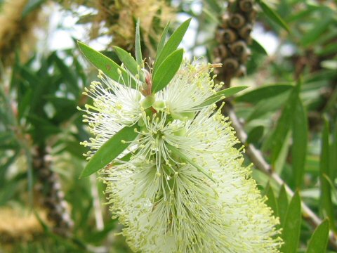 Callistemon salignus