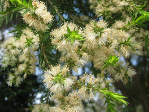 Callistemon salignus